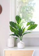 甲醛去除理想的效果?试试新方法 甲醛去除理想的效果?试试新方法