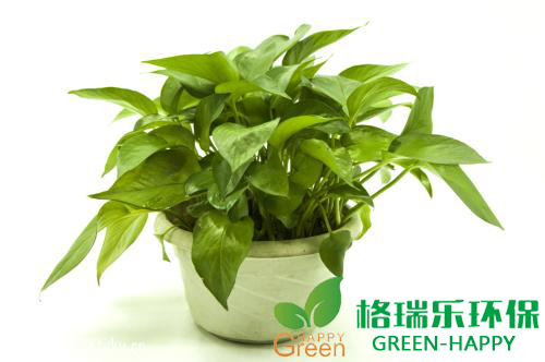 甲醛治理，甲醛污染，格瑞乐，武汉除甲醛，净化委湖北中心