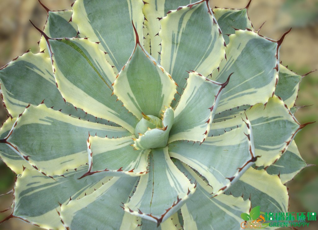 甲醛治理，甲醛污染，格瑞乐，武汉除甲醛，甲醛检测，绿快