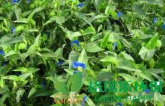 武汉净化室内空气植物-鸭拓草