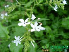 武汉净化室内空气植物-常春藤