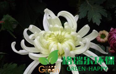 甲醛治理，甲醛污染，格瑞乐，武汉除甲醛，甲醛检测，绿快