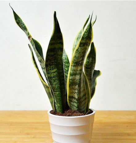 甲醛的克星是什么？