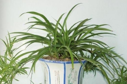 甲醛的克星是什么？