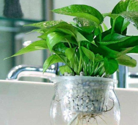 甲醛的克星是什么？