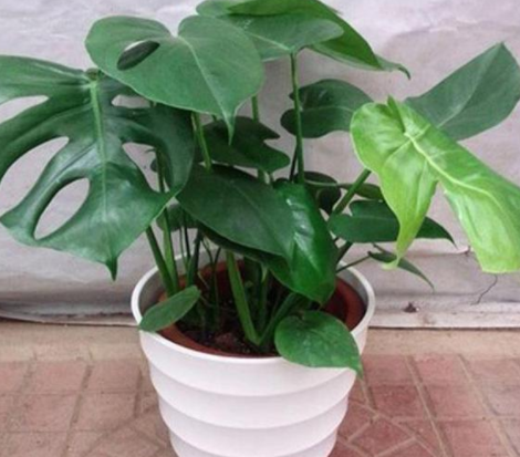 甲醛的克星是什么？