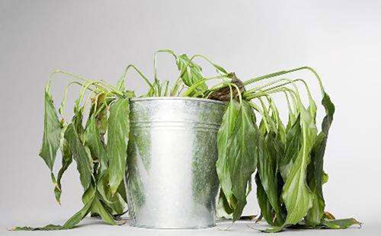 武汉除甲醛，武汉甲醛检测，甲醛治理，湖北格瑞乐环保