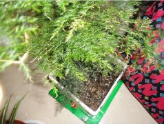 家里养的植物变黄了是甲醛引起的吗